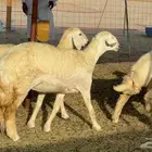 غنم حريات رخال