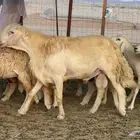 غنم حريات دفيع وخلفات