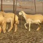 غنم حريات رخال