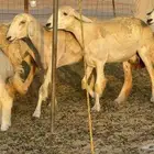 غنم حريات حرش خلفات