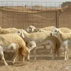 غنم حريات رخال طيبه