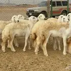 غنم حريات رخال