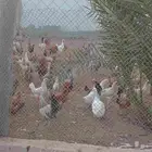 دجاج وديوك بلدي بياض