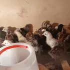 صوص بلدي