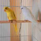 مجموعه بادجي جمله و تفريد