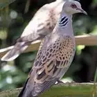 طير