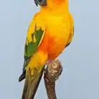 فروخ صن كنيور