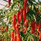 فلفل احمر تايلندي حار(Capsicum annuum red)
