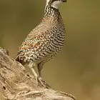 سمان بوب وايت (تم البيع)