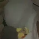 عصفور كروان للبيع متكلم عنده كلمتين و اغنيه وموجود مقاطع