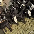 مراح معزا وضان