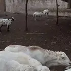 كبش فحل