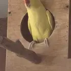 انثى درة لاتينو للبيع