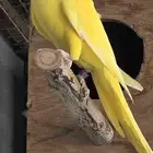 انثى لاتينو للبيع