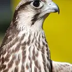 مطلوب صقر للبيع