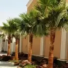 نخل واشنطونياء زينة زينة للبيع