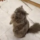 female cat for adoption