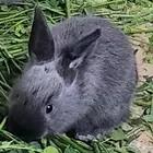 ارنب نوعه فرنسي التوصل الوتساب 0596927