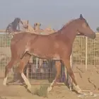 فرس شعبية للبيع