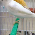 جوز كناري
