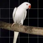 زوج دره هولندي ابيض
