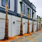 نخيل زينه نخيل واشنطني نخيل عربي جميع انواع النخيل الزينه