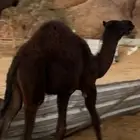 حشوان مجاهيم للبيع