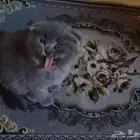 كتن سكوتش إناث وذكور