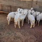 بهم 3 اشهر ونص محصن ونظيف