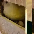 عندي لوري اليف جدا .. وجوز روز منتج. وجوز بادجي انجليزي