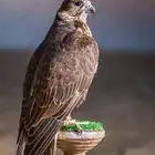 مطلوب حر أو بيور