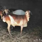 صنف برابر.نوادر الأحساء الرميلة 2000
