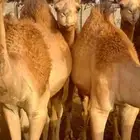 حواشي ساحلي