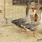 وز عراقي اصيل