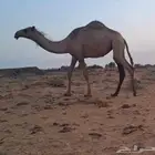 بكره مفروده