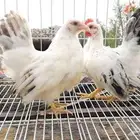 ديك ودجاجه قزم فواخر