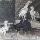 مجموعة دجاج كوشامو   مكة