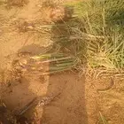 نخل طيب للبيع