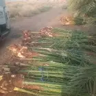 نخل طيب للبيع