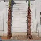 مقاول شبوك ونخيل