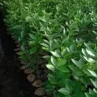 شتلات اليوسف المصري