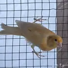 للبيع كناري سوري تغريد