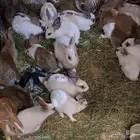 ارانب بلديه