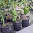 شتلات خضار وفواكه موسم زراعة الأحساء