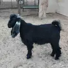 تيس فحل طيب جدا