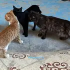 قطط و كيتن سكوتش للتبني