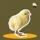 متوفر صوص بلدي عدد 500  1 95وفيومي عدد 500 السعر 1 75