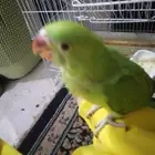 دره هنديه تربيه العمر 4 اشهور