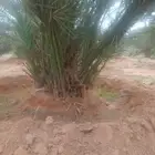 فسايل صقعي مجدوله فنخا سلطانه برحي سكري خلاص مسكاني