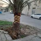 تعديل النخيل وقص الاشجار وقلع وغرز النخيل